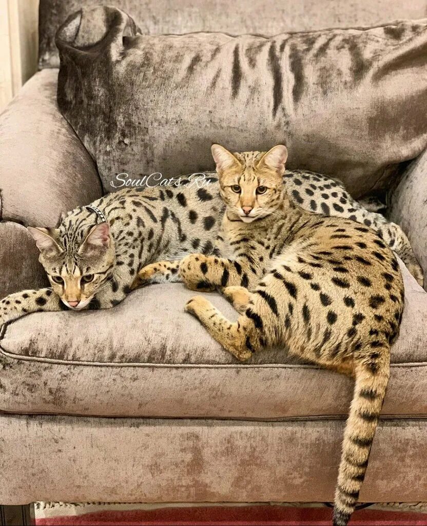Кот саванна фото Питомник кошек Саванна, Чаузи, Сервал, Каракал SoulCats.ru, питомник животных, у