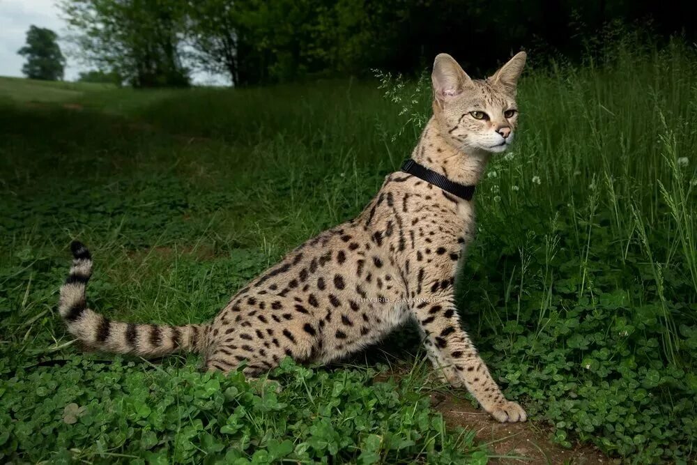 Кот саванна фото Кошка саванна: описание породы, стоимость, условия содержания и особенности уход