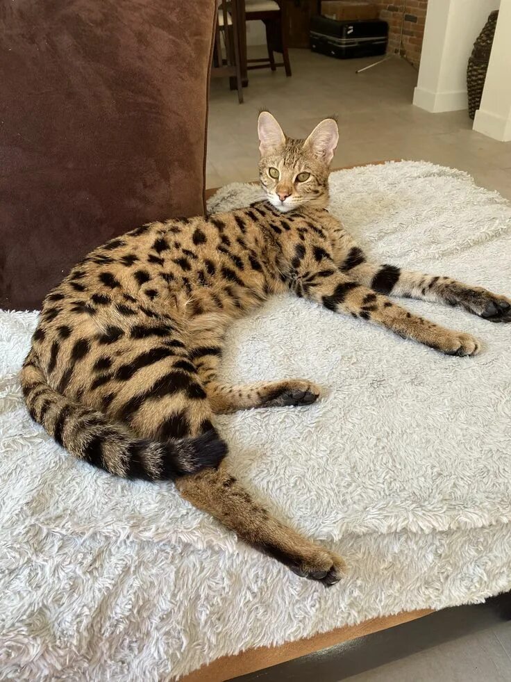 Кот саванна фото Pin on Savannah F1 Serval Serval cats, Small wild cats, Exotic cats