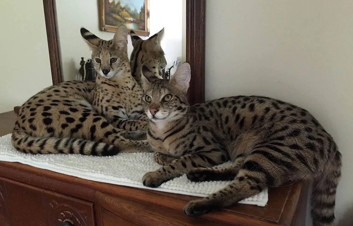 Кот саванна фото Gatto Savannah: immagini
