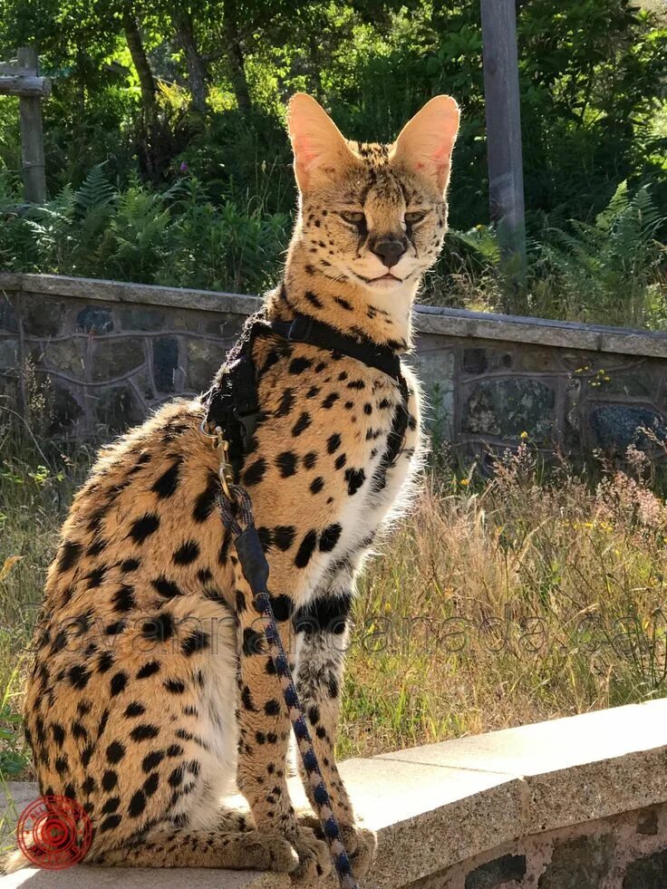 Кот саванна фото LE SERVAL in 2022 Serval cats, African serval cat, Savanna cat