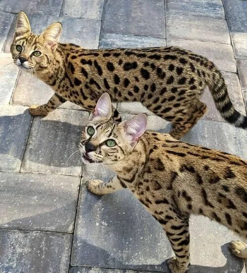 Кот саванна фото Саванна ф1 - Дог Факт.ру