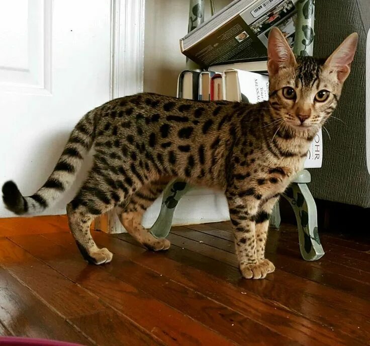 Кот саванна фото JustViral.Net - Find Viral Images Online Gatito