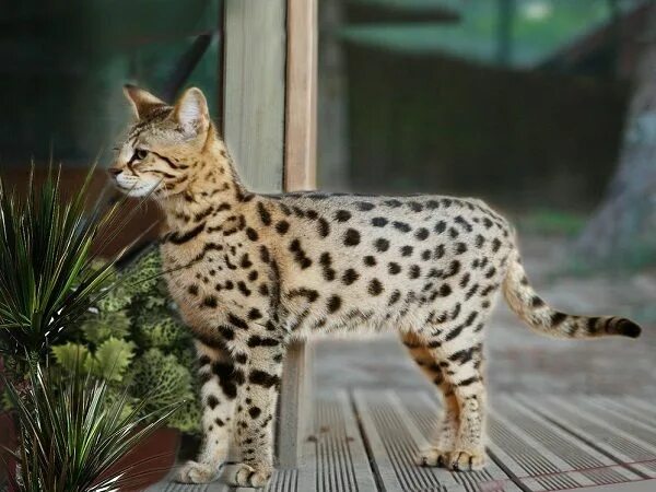 Кот саванна фото Le chat Savannah Savane, Photo chat, Races de chats