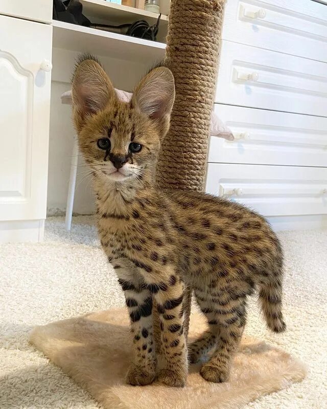 Кот саванна фото Akio Mercury & Eva Mystic on Instagram: "Меркурий в детстве ♥ Здесь ему всего 1.