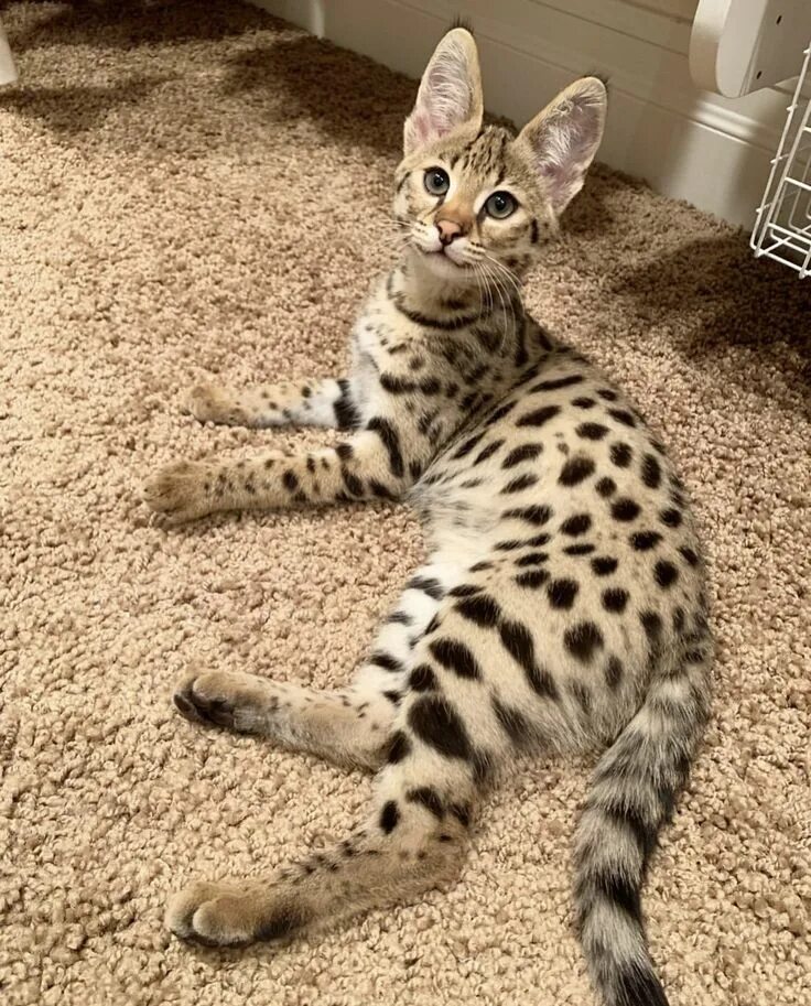 Кот саванна фото F1 Savannah Kitten breeder Cat breeds, Savannah kitten, Beautiful cats