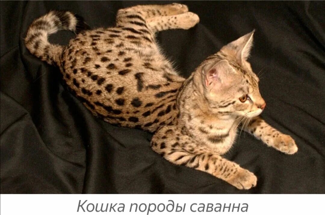 Кот саванна фото Топ-6: Самых дорогих животных в мире Хочу все знать Дзен