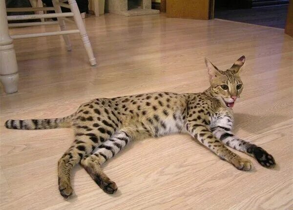 Кот саванна фото cute!! Savannah cat, Largest domestic cat, Cat breeds