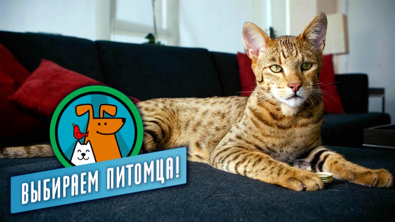 Кот саванна фото Экзотические кошки. Выбираем питомца - YouTube