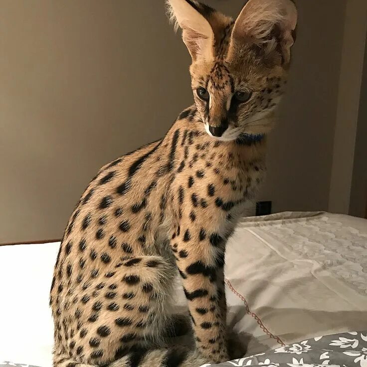 Кот саванна фото и цена Visual gallery Exotic cats, Savannah kitten, Cats