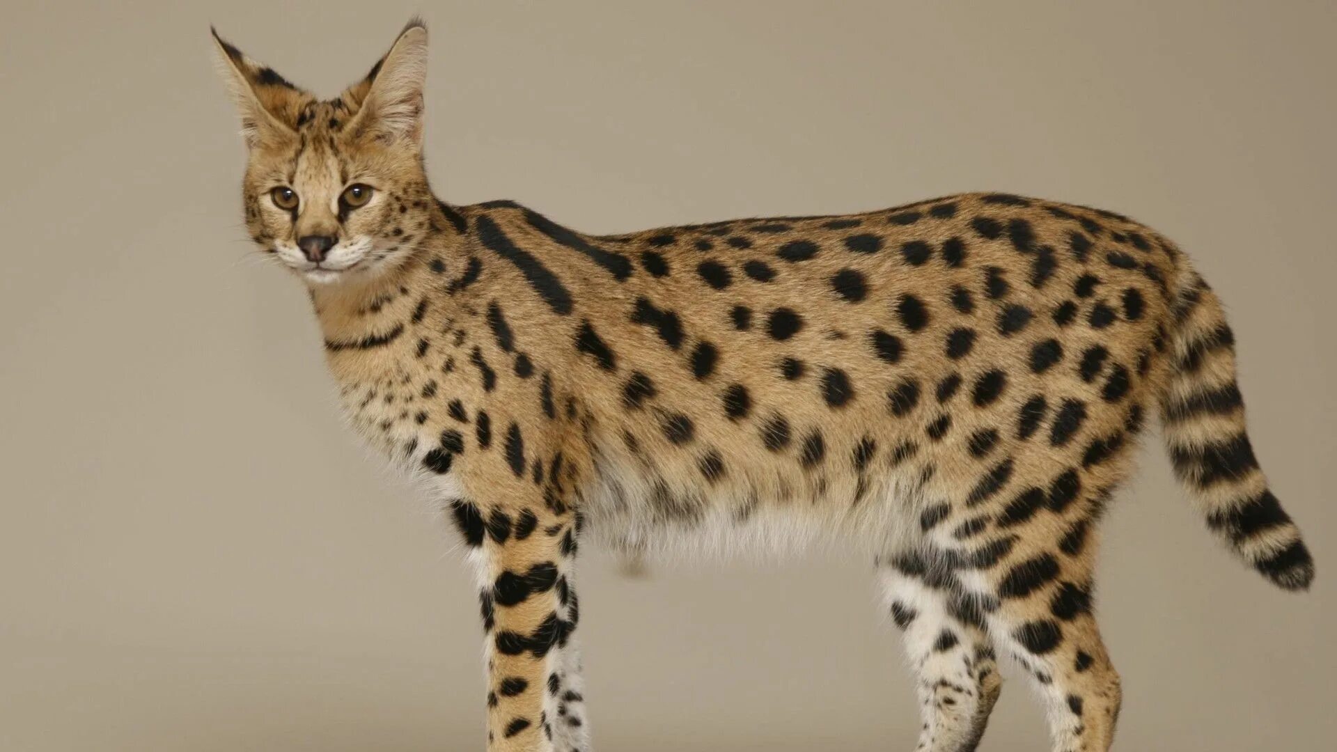 Кот саванна фото и цена savannah, female, cat - http://www.wallpapers4u.org/savannah-female-cat/ Gatti e