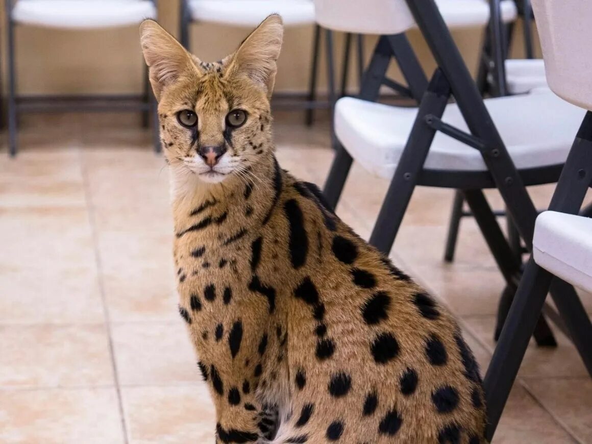 Кот саванна фото и цена Экзотические породы домашних кошек - картинки и фото koshka.top