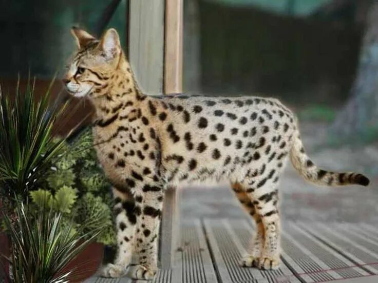 Кот саванна фото и цена The Savannah Cat #picturesofcats #savannahcat #catbreeds Savane, Races de chats,