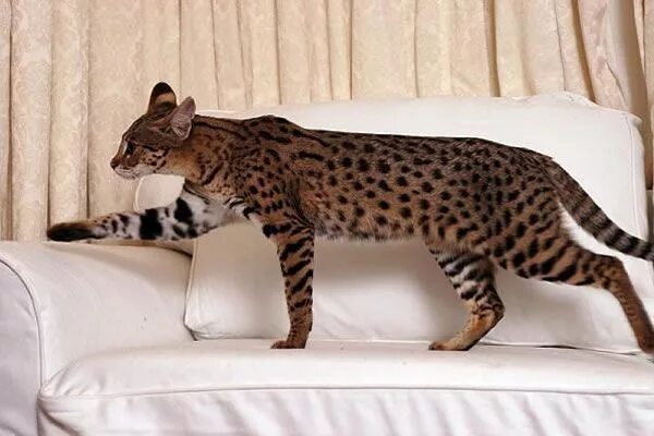 Кот саванна фото и цена Conheça "Ashera" o gato de mais raro e caro do mundo (US $125.000) Savannah cat,