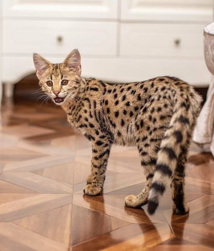 Кот саванна фото и цена Топ-10 Самые дорогие породы кошек в мире Among Us Vestamart Дзен
