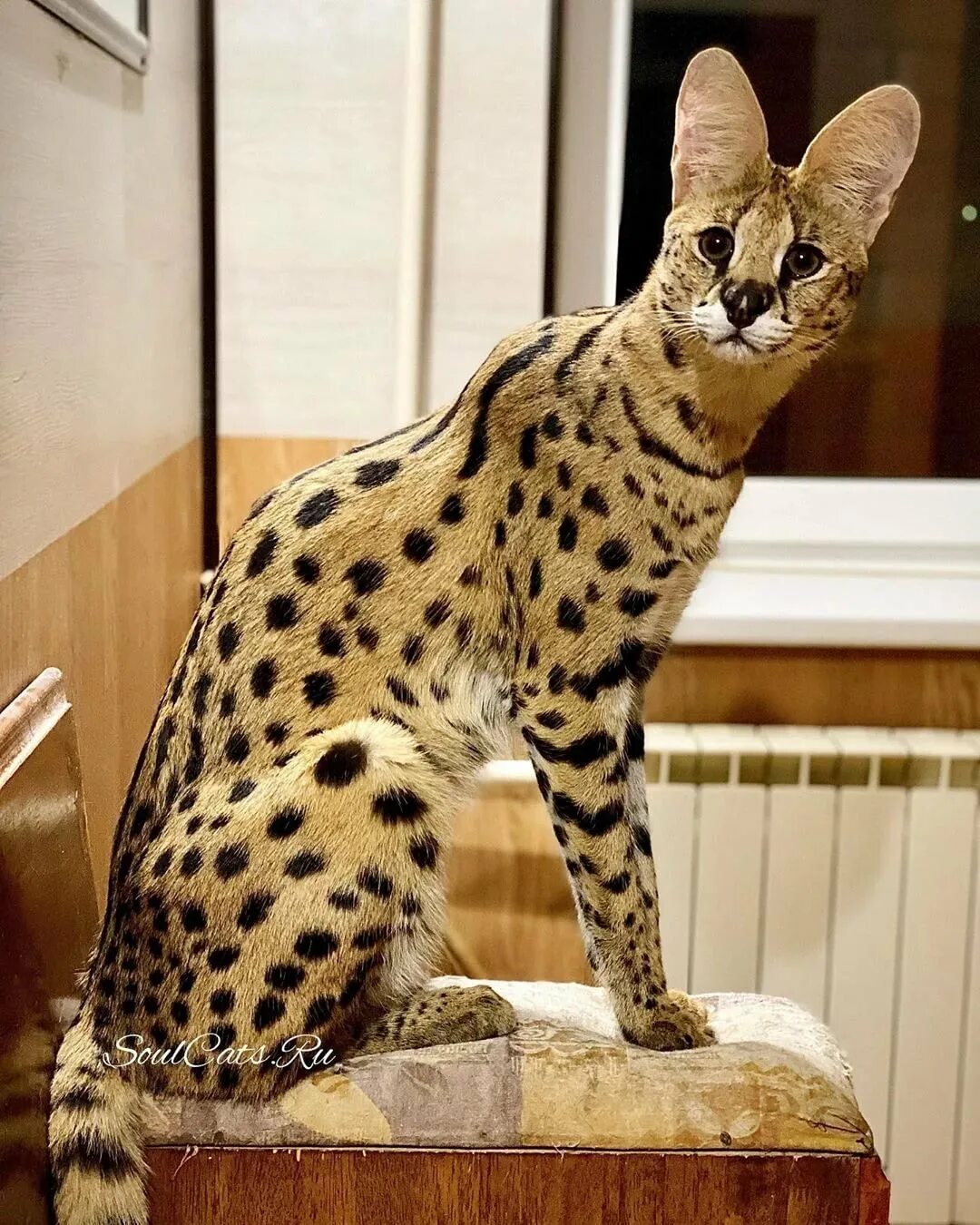 Кот саванна фото и цена Кот саванна цена - Саванна кошка: описание, характер, фото, цена modawomen.ru