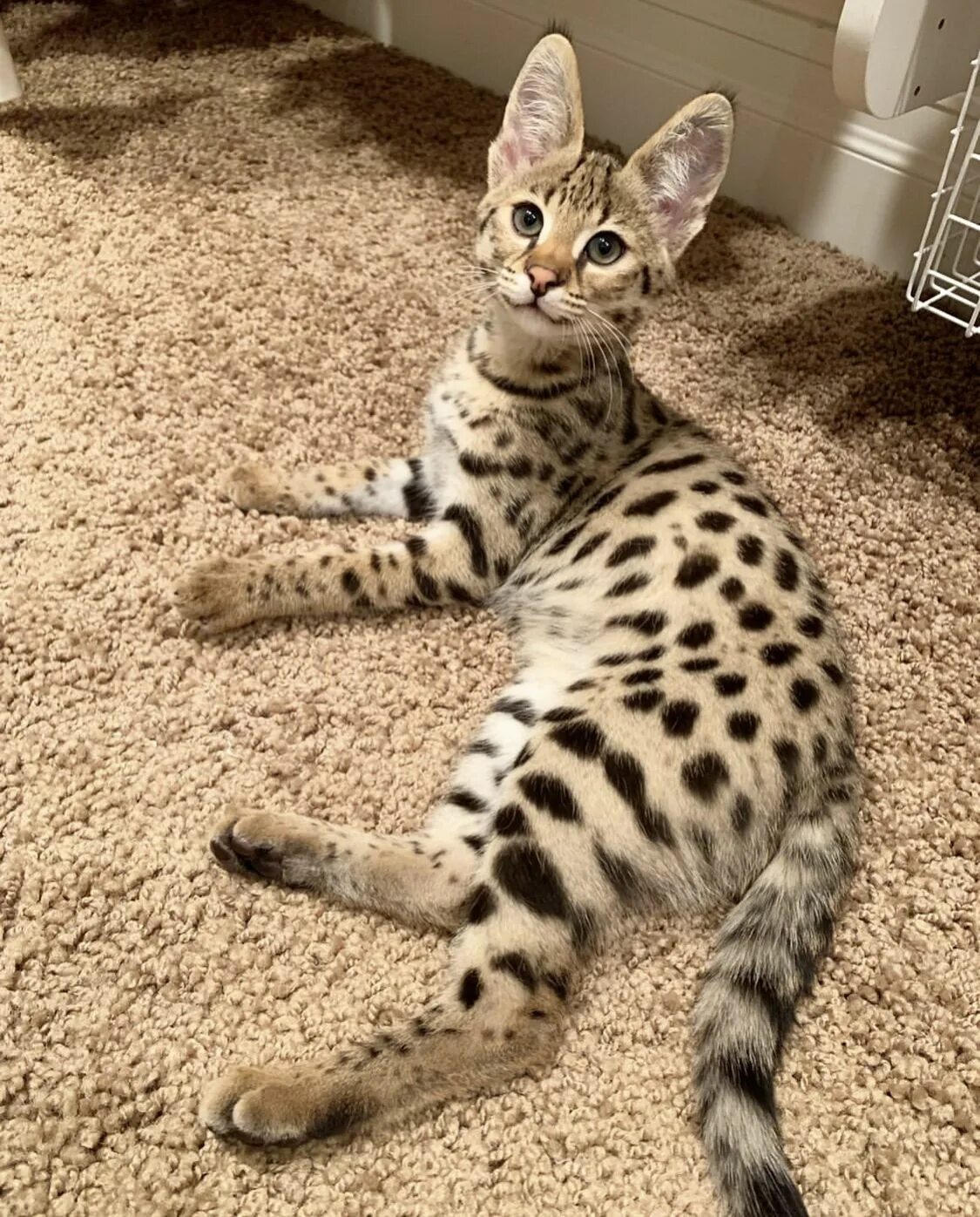 Кот саванна фото и цена F1 Savannah Kitten breeder Cat breeds, Savannah kitten, Beautiful cats