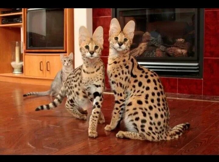 Кот саванна фото и цена Awesome cats Beautiful cats, Serval cats, Savannah kitten