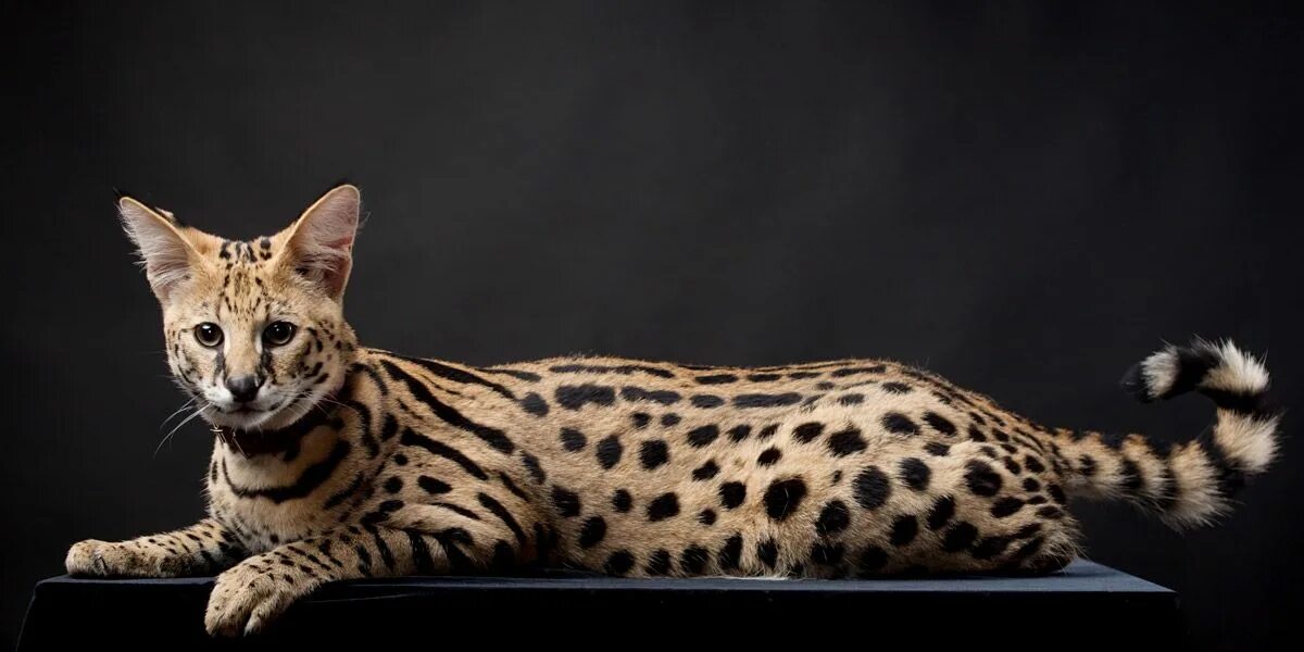 Кот саванна фото и цена Image result for savannah cat Cat vs dog, Serval cats, Savannah cat