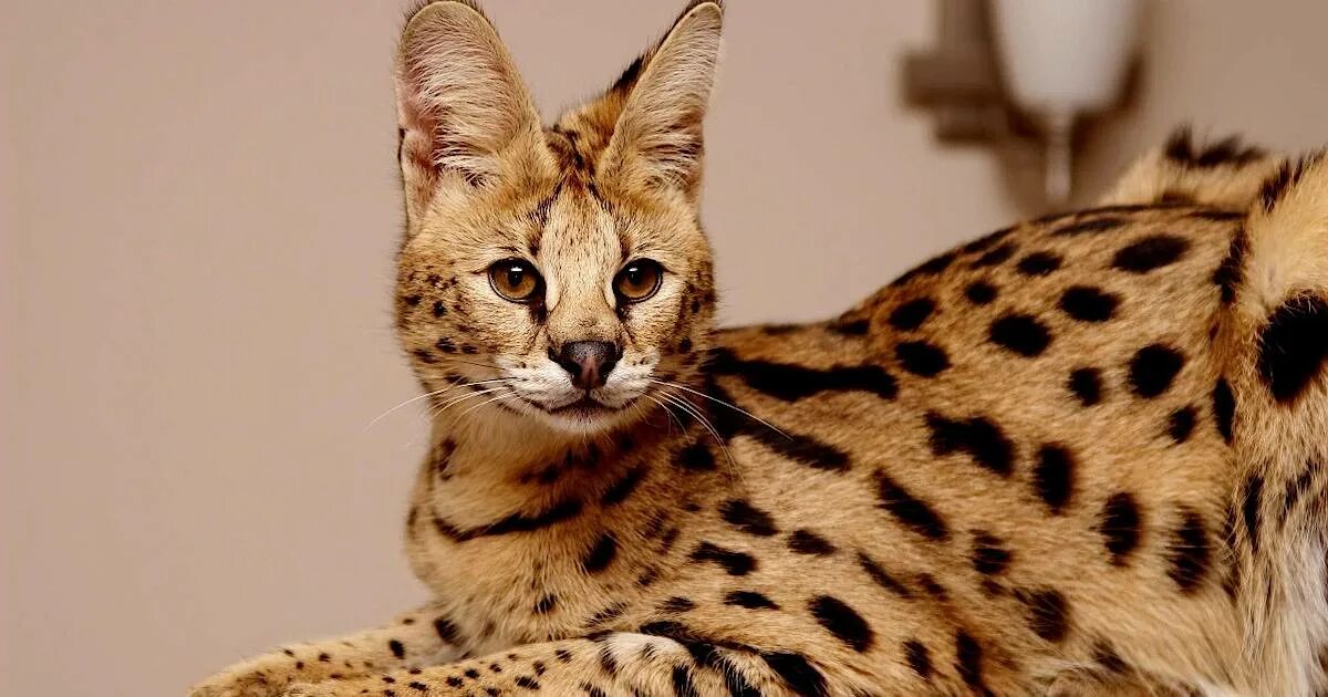 Кот саванна фото и цена Сервакот: изящество кошки и преданность собаки в одном существе