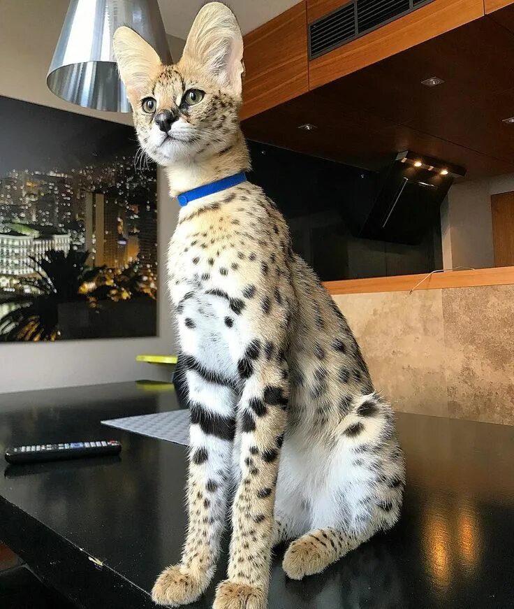 Кот саванна фото и цена Cats, cat, pet, Exotic cats, Savannah cat, Rare cats