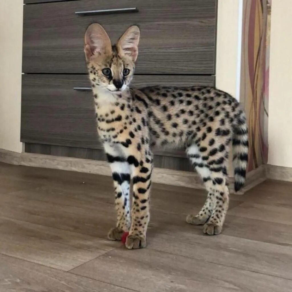 Кот саванна фото и цена Cколько месяцев котенку. Как определить возраст * Purrlore