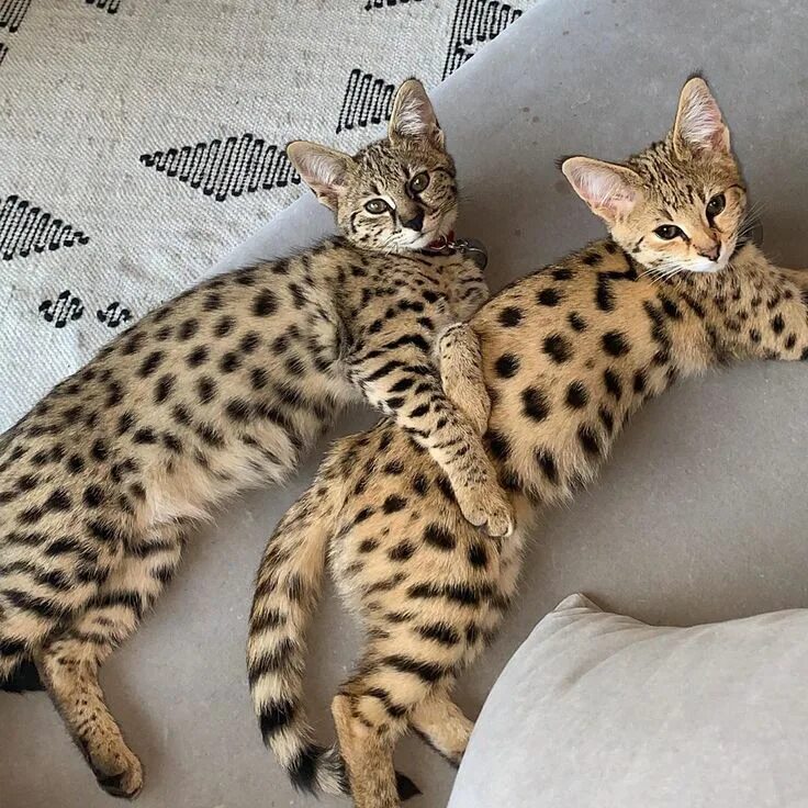 Кот саванна фото и цена Justin on Instagram: "My fam" Animais