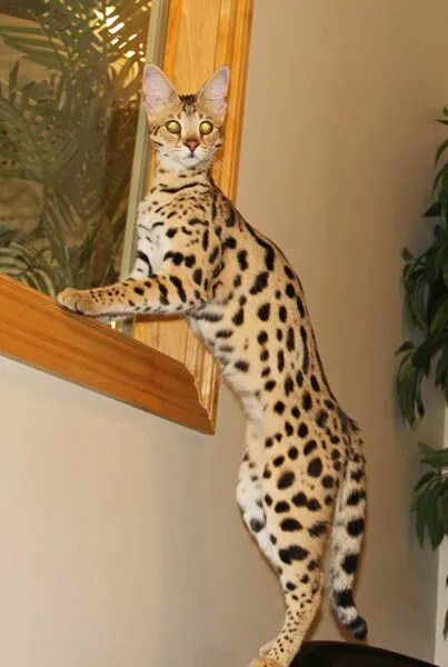 Кот саванна фото и цена F1 Savannah Cat F1 Queens Select Exotics Savannah cat, Savannah chat, Ashera cat