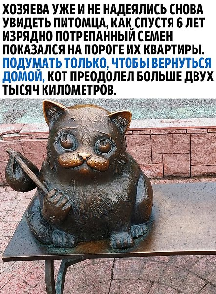 Кот семен фото Удивительная история кота Семена