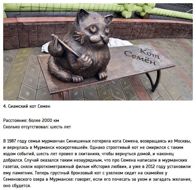 Кот семен мурманск фото Иногда они возвращаются Девять удивительных историй о том, как домашние любимцы 