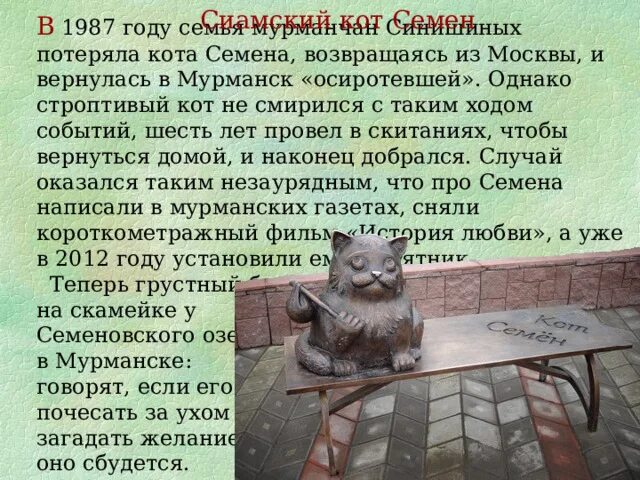 Кот семен мурманск фото настоящего кота Информация о животных и птицах к уроку литературное чтение.