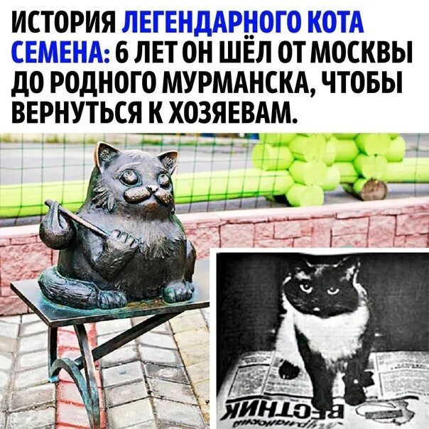 Кот семен мурманск история фото Превосходный котик, что сказать! 2023 ЁКЛМН ВКонтакте