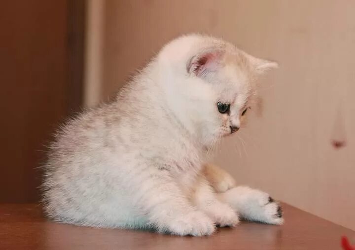 Кот серебристая шиншилла фото Британский котенок серебристая шиншилла пойнт Ya Darina Silver Mysterious Москва