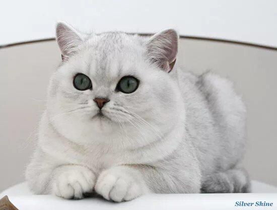 Кот серебристая шиншилла фото Фотоальбом Tomas Silver Shine. Питомник британских кошек Silver Shine.