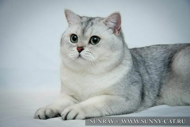 Кот серебристая шиншилла фото BRI ns 11 - Black silver shaded color of British cats. Rolling Stone von Isle of