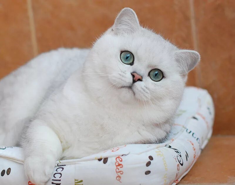 Кот серебристая шиншилла фото Кошка британская шиншилла: характер и внешность кота, уход за питомцем и его сод