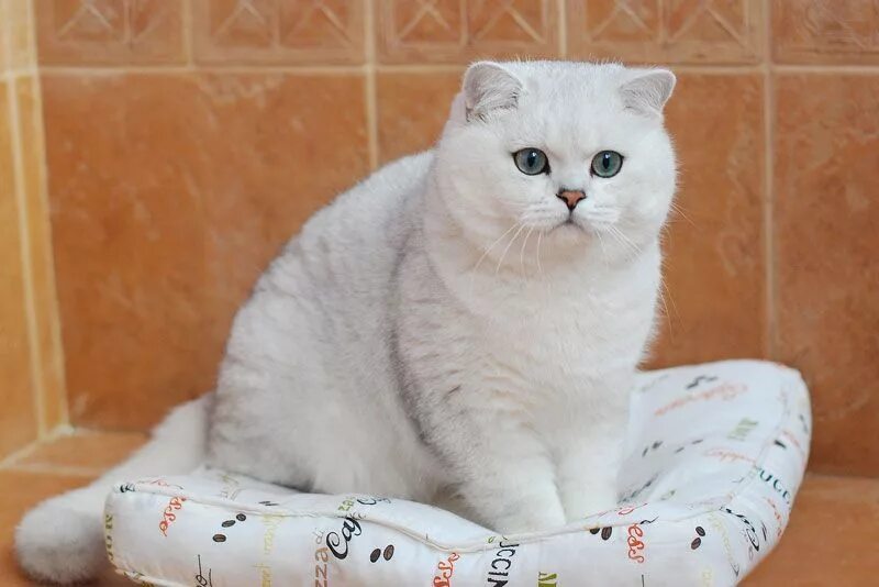 Кот серебристая шиншилла фото серебристая британская шиншилла кот Котята, Британская короткошерстная, Очароват