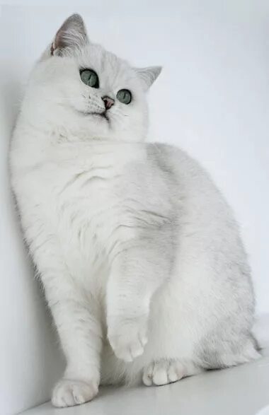 Кот серебристая шиншилла фото Фотоальбом Colleta Silver Shine. Питомник британских кошек Silver Shine. Британс