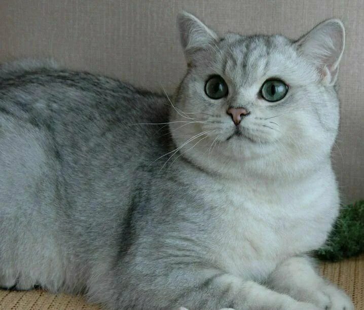 Кот серебристая шиншилла фото Кот - купить в Гагарине, бесплатно, продано 7 июля 2019 - Кошки