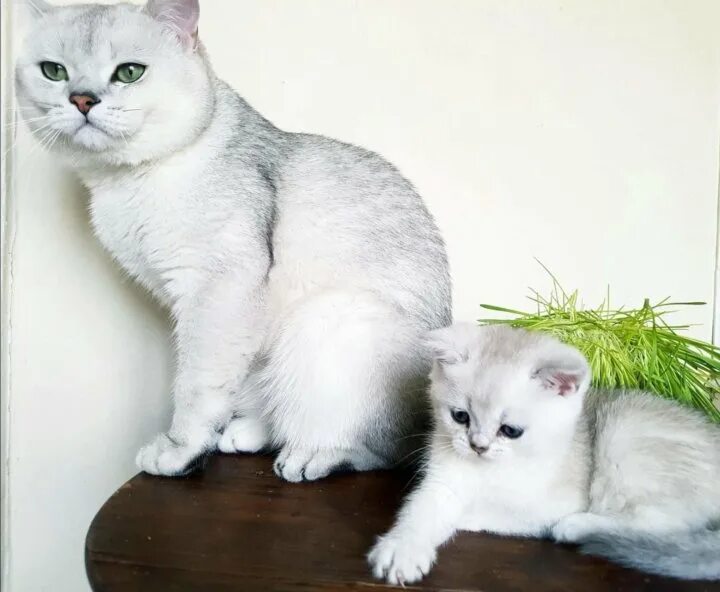 Кот серебристая шиншилла фото Неактивно