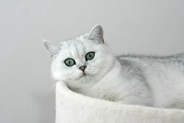 Кот серебристая шиншилла фото Chinchilla british shorthair Brits korthaar, Brits