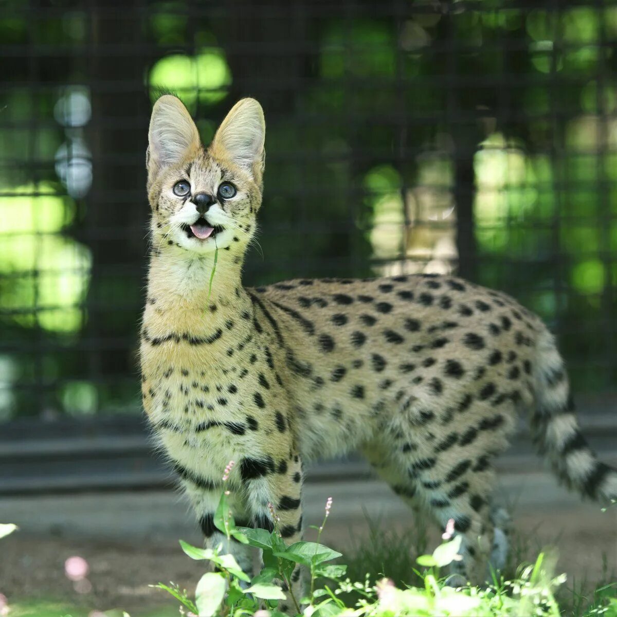 Кот сервал фото 空 白 寺 on Twitter: "と べ 動 物 園 の ス-パ-ア イ ド ル *サ-バ ル. " キ ュ-ト な 猫, 美 し い