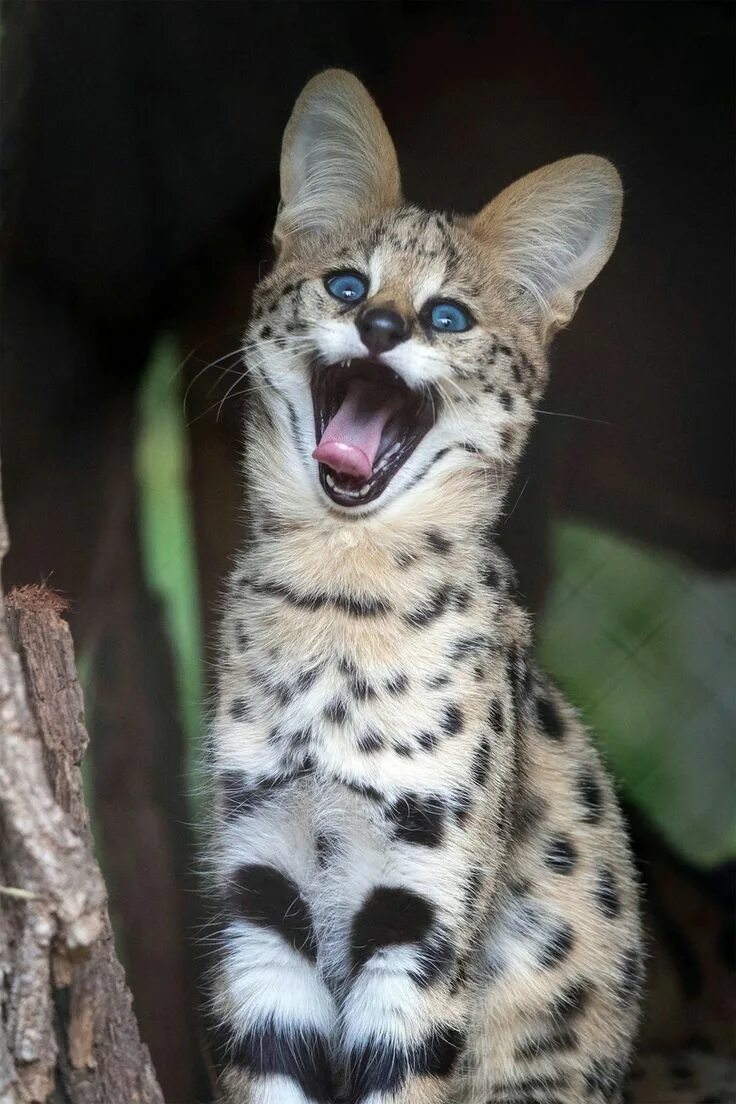 Кот сервал фото Пин на доске Exotic Cats, and their babies Сервал, Милые котики, Фотографии живо