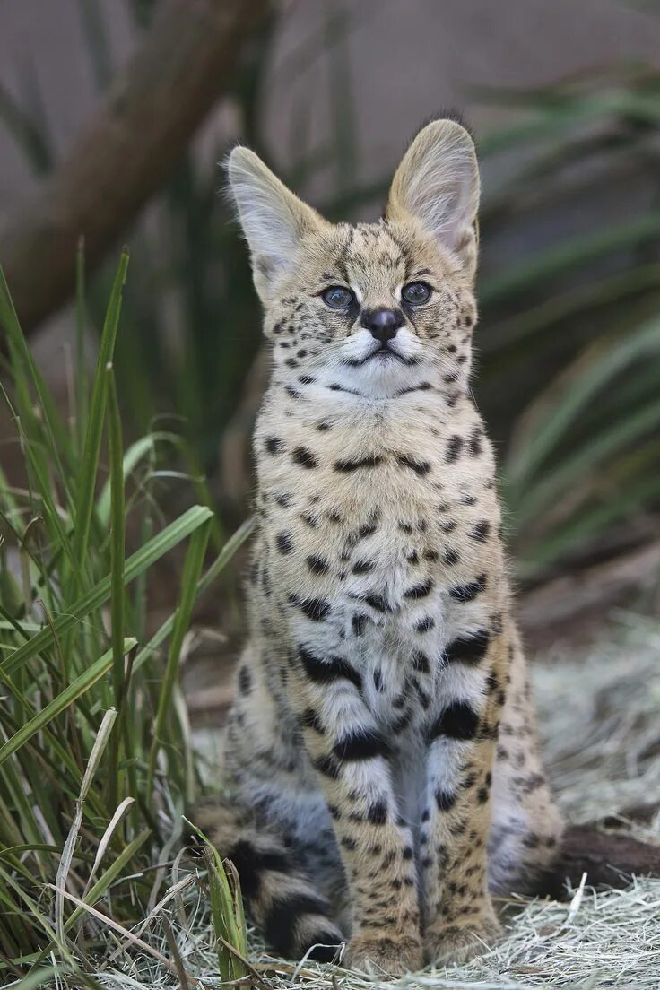Кот сервал фото sdzoo Serval cats, Serval kitten, Exotic cats