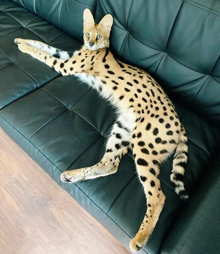 Кот сервал фото Pin on serval the greatest cat