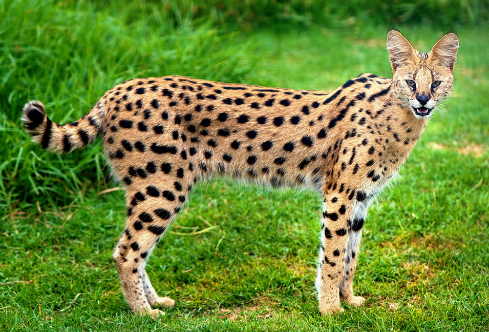 Кот сервал фото Serval Wild Kratts Wiki Fandom