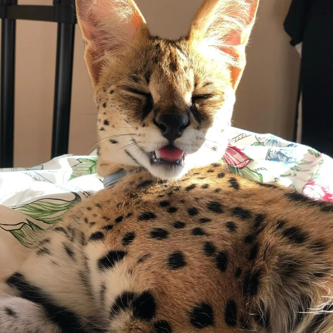 Кот сервал фото Котенок сервала