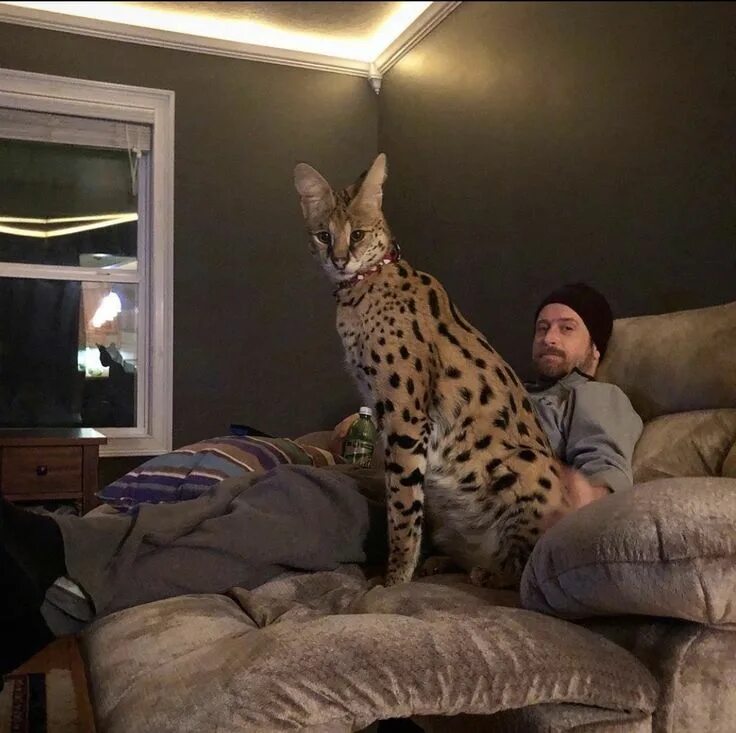 Кот сервал фото Serval cat breeder in 2020 Serval cats, Cat breeder, Savannah cat