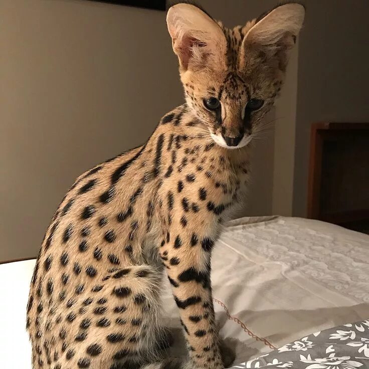 Кот сервал фото и цена Cat, savannah Exotic cats, Cats, Serval cats