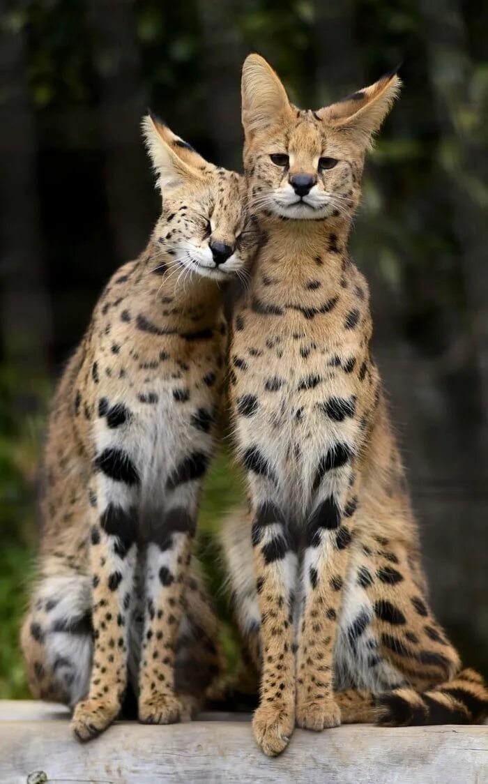 Кот сервал фото и цена Servals - Animals Beautiful cats, Pretty animals, Cute wild animals